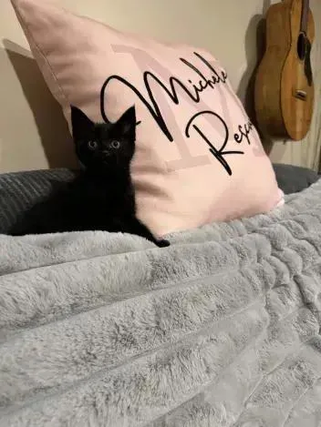 A baby small-sized male Black Domestic Short Hair cat named Flicker for adoption in Grand Rapids, MI
