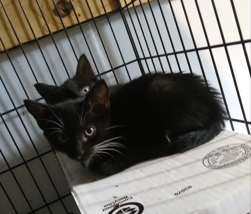 A baby medium-sized male Domestic Medium Hair cat named Vander for adoption in Port Wentworth, GA