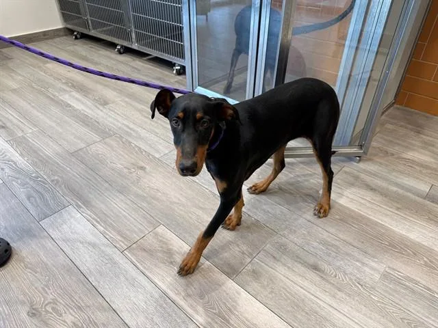 A young large-sized female Doberman Pinscher dog named Cream for adoption in Garland, TX