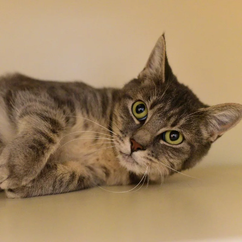 An adult medium-sized female Gray / Blue / Silver Domestic Short Hair cat named Funnel Cake for adoption in Idaho Falls, ID