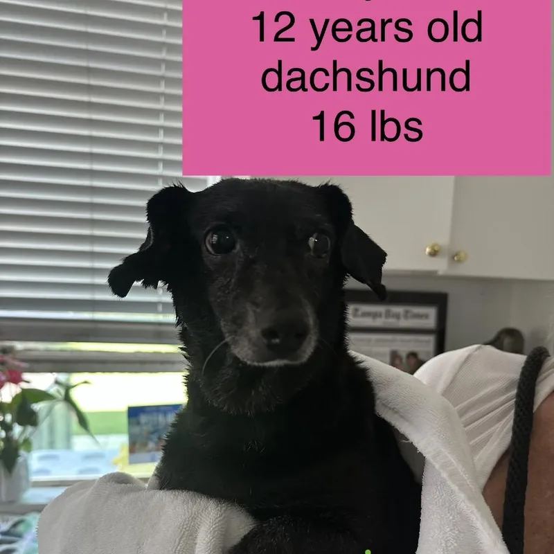 A baby small-sized female Black Dachshund dog named Layla for adoption in Tampa, FL