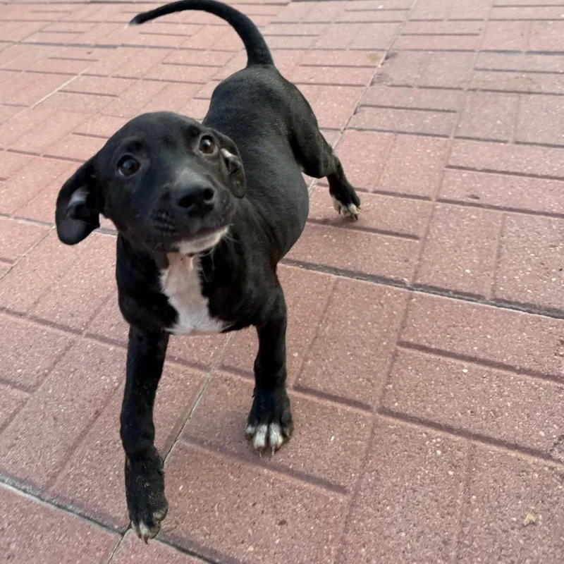 A baby medium-sized male Black Labrador Retriever dog named Kenny for adoption in Spring, TX