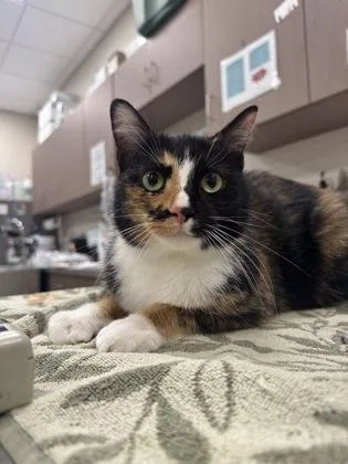 An adult medium-sized female Domestic Short Hair cat named Amora for adoption in Fishers, IN