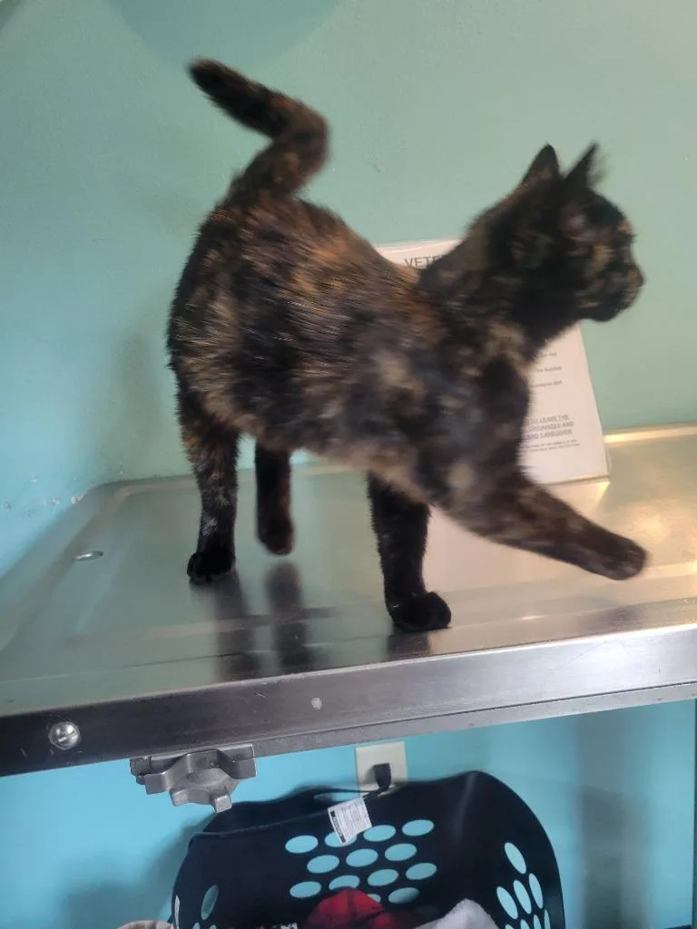 A baby medium-sized female Domestic Short Hair cat named AA Jolene AA for adoption in Ashland, WI