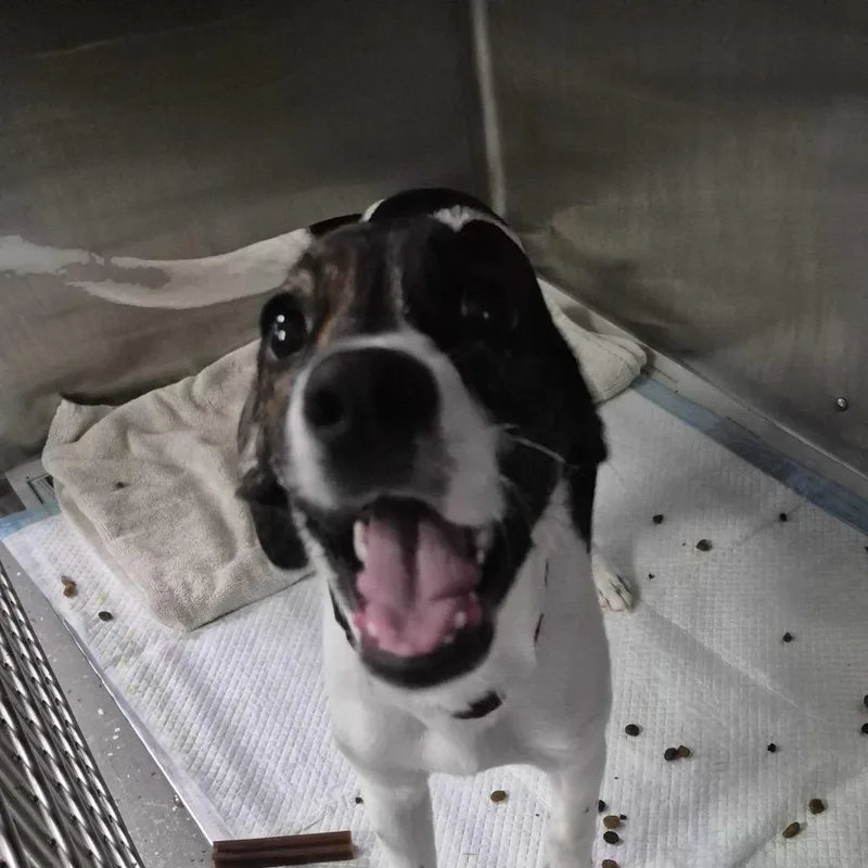 A baby small-sized male White / Cream Mixed Breed dog named Theo for adoption in Oak Hill, WV