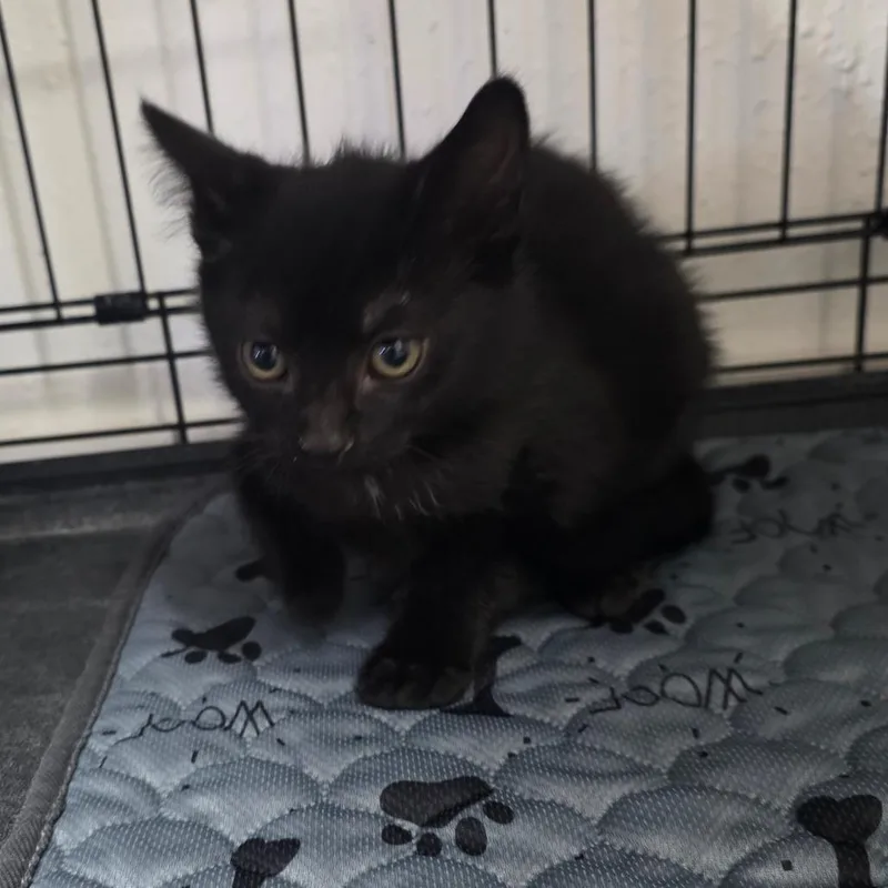 A baby small-sized female Domestic Short Hair cat named Wasabi for adoption in Allyn, WA