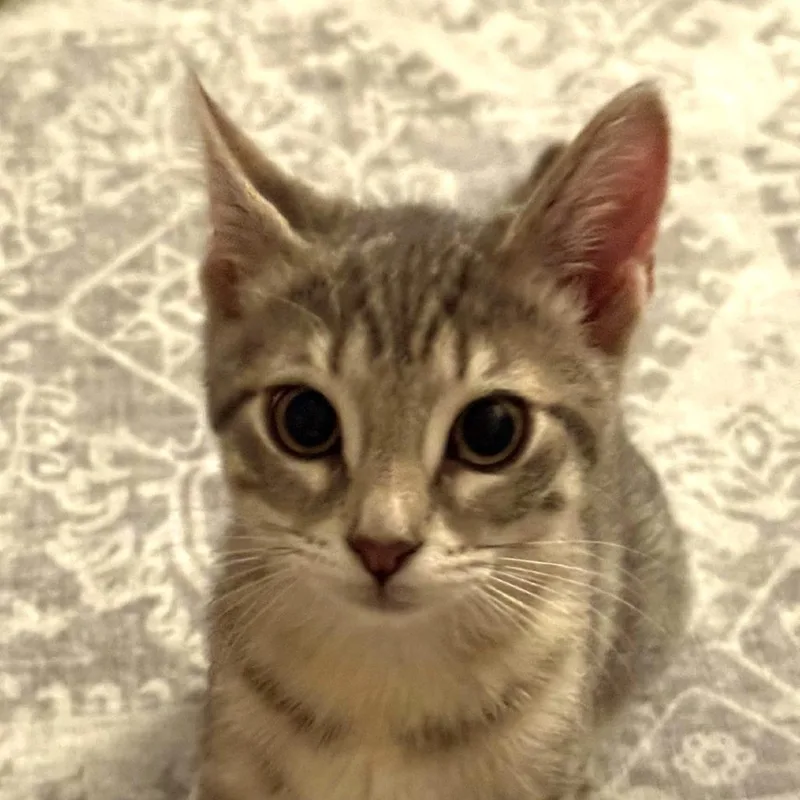 A baby small-sized female Domestic Short Hair cat named Ellie for adoption in Cumming, GA