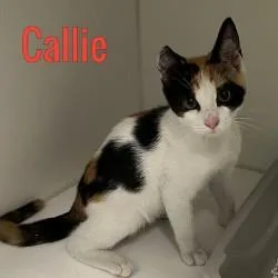 Callie
