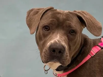 An adult large-sized female Pit Bull Terrier dog named Blue for adoption in Coon Rapids, MN