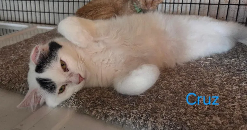A baby medium-sized male White Turkish Van cat named Cruz for adoption in Las Cruces, NM