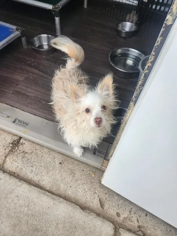 A young small-sized male Maltese dog named Rocky for adoption in Windsor, CO
