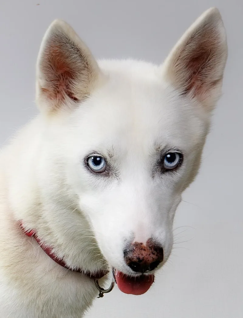 An adult medium-sized female Husky dog named White Out for adoption in Harvey , LA