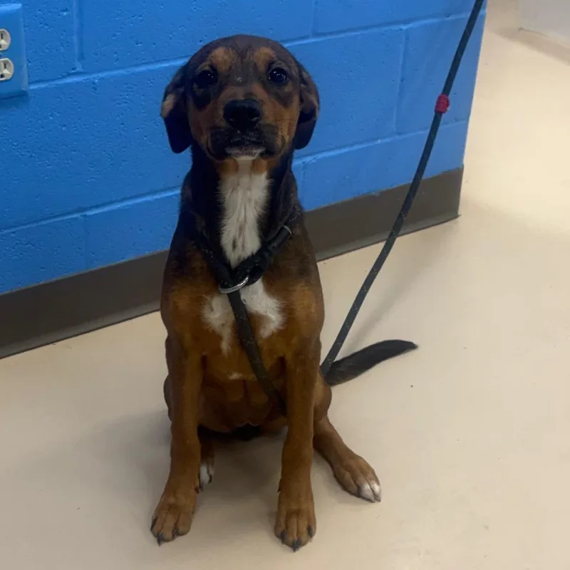 A young medium-sized female Brindle Mixed Breed dog named Ada for adoption in Pine Bluff, AR