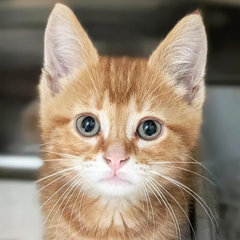 A baby medium-sized male Tabby (Orange / Red) Domestic Short Hair cat named Jiji for adoption in Jefferson, WI