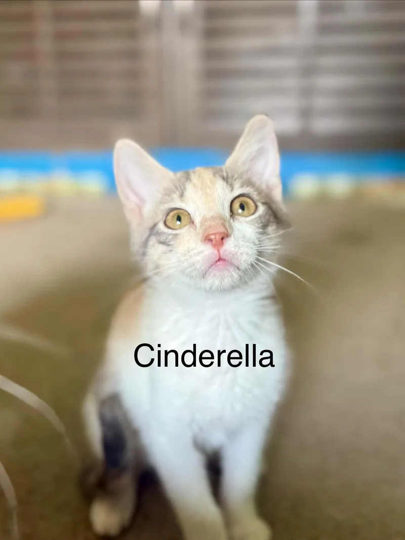 Cinderella thumbnail 2