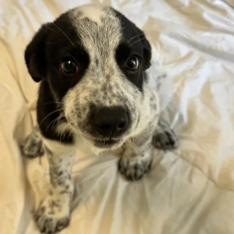 Koda