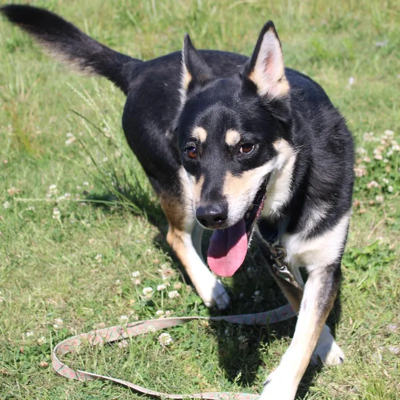 An adult medium-sized male Black Shepherd dog named Whiskey for adoption in Cleveland, MS