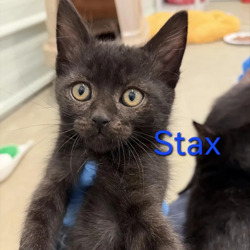 A baby small-sized male Black Domestic Short Hair cat named A Stax for adoption in Centralia, WA