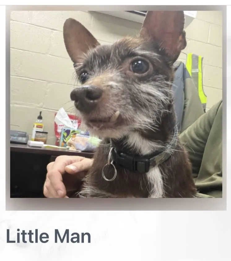 Little Man