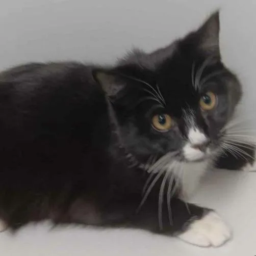 Hercules thumbnail 2