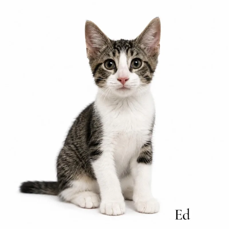 A baby medium-sized male White Domestic Short Hair cat named Ed for adoption in Stevensville, MI