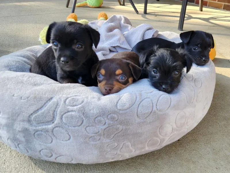 A baby small-sized female Black Chihuahua dog named PuppiesChuiawaha mix for adoption in Louisville, OH