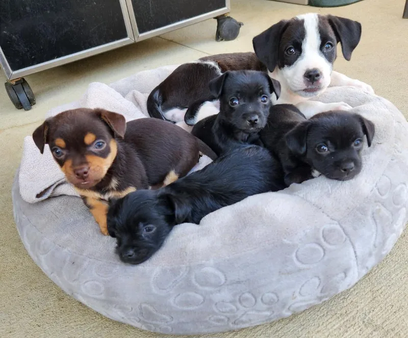 PuppiesChuiawaha mix thumbnail 2