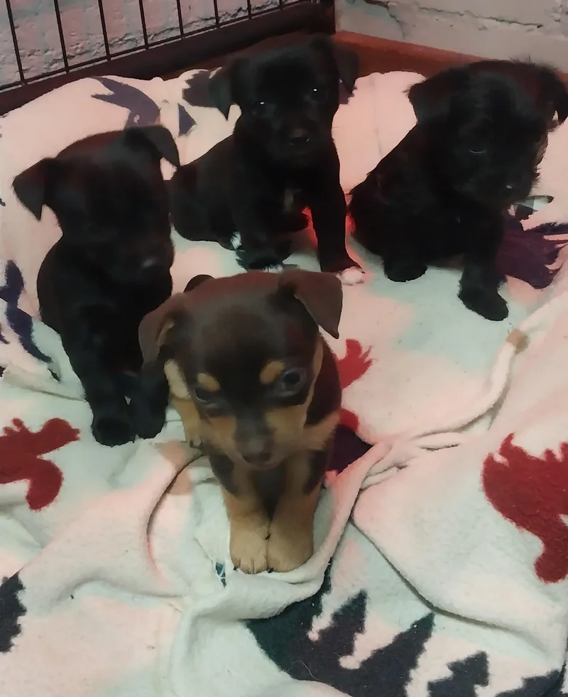 PuppiesChuiawaha mix thumbnail 3