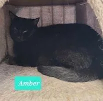 An adult medium-sized female Domestic Short Hair cat named Amber for adoption in Richmond, IN