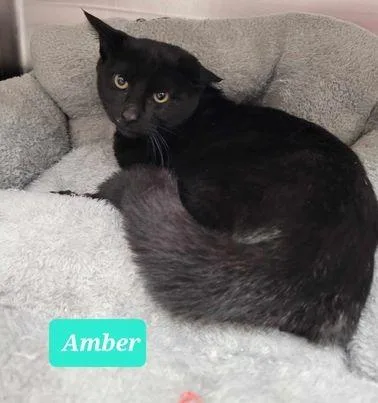 Amber thumbnail 2