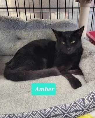 Amber thumbnail 3