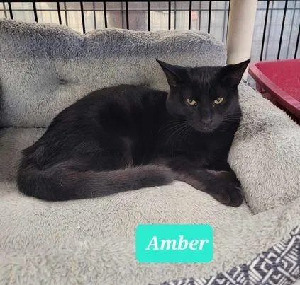 Amber thumbnail 4