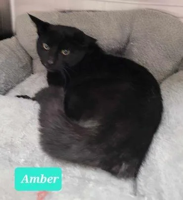 Amber thumbnail 5