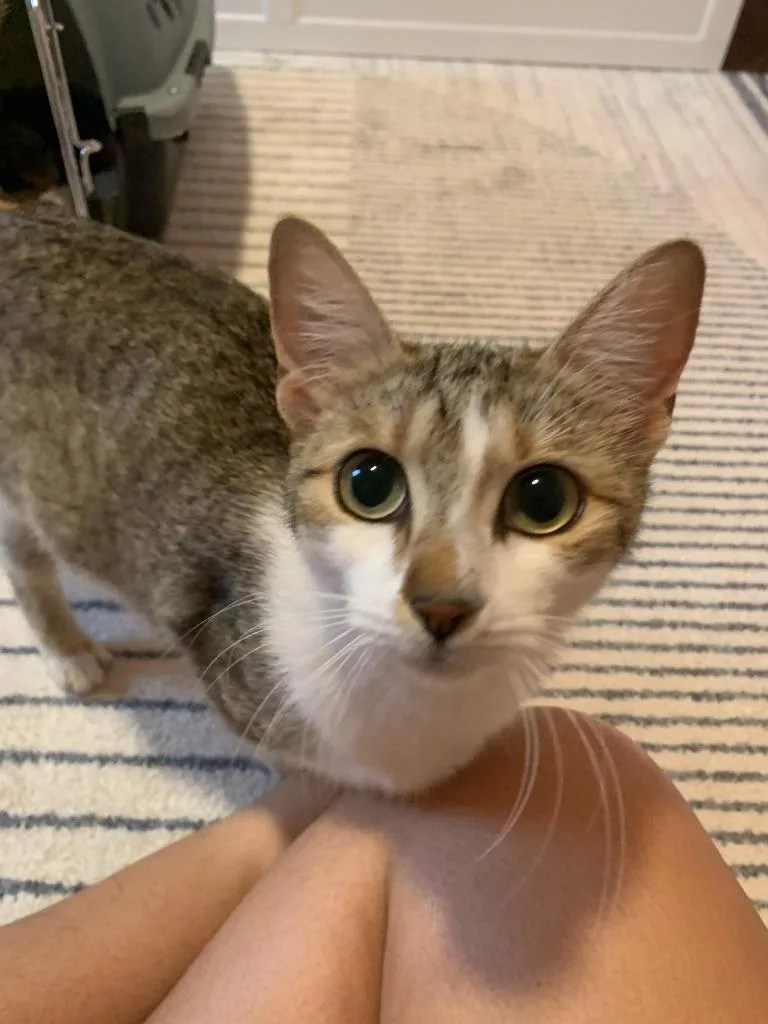 Nova