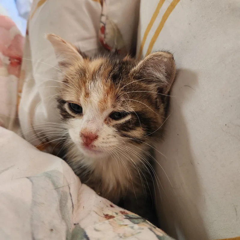 A baby medium-sized female Torbie cat named Chimichurri for adoption in Wantage, NJ