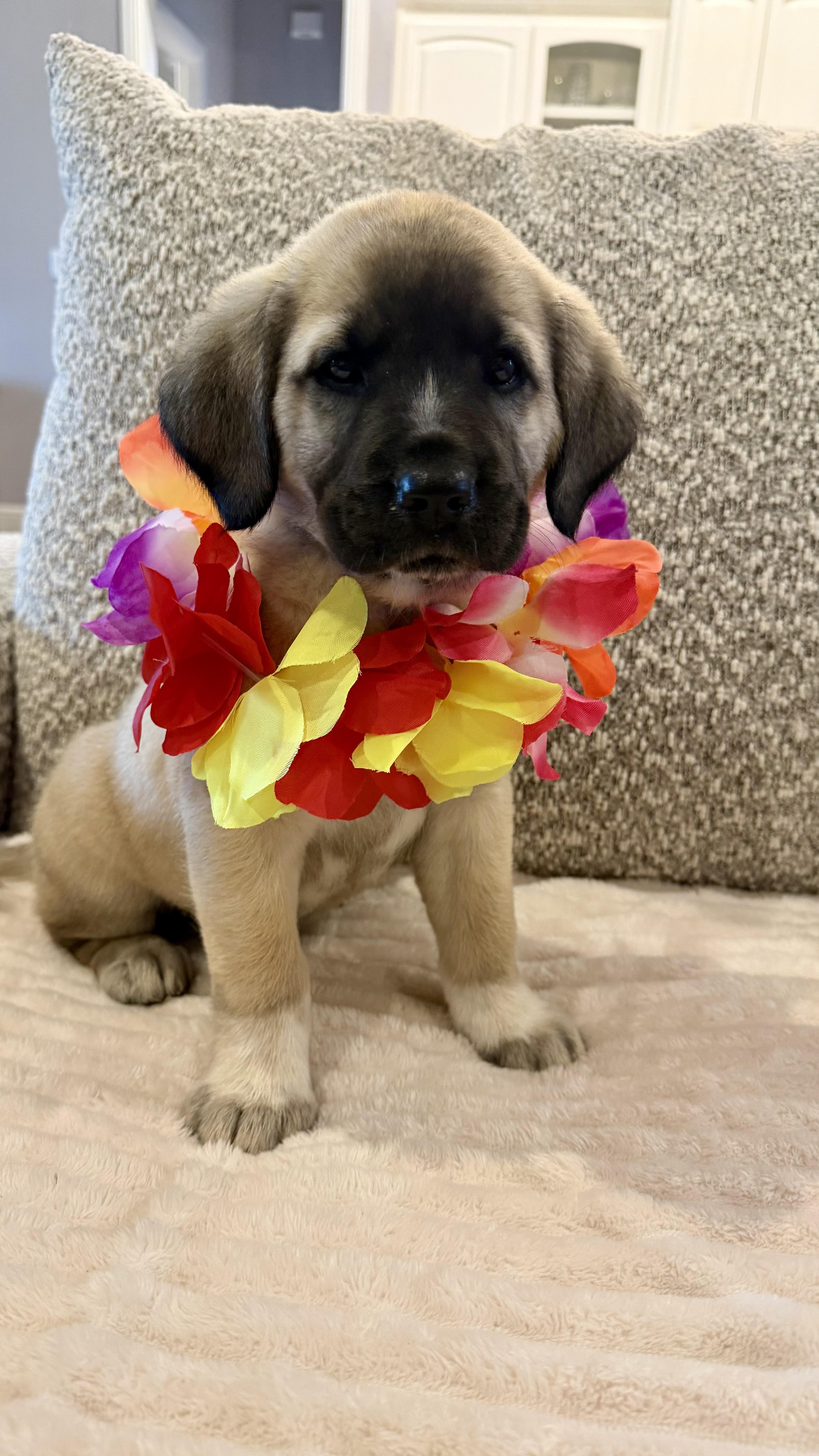 Miss Star thumbnail 3