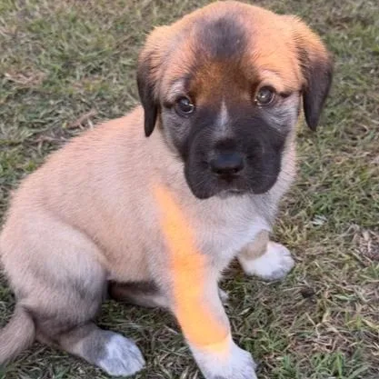 Miss Star thumbnail 4