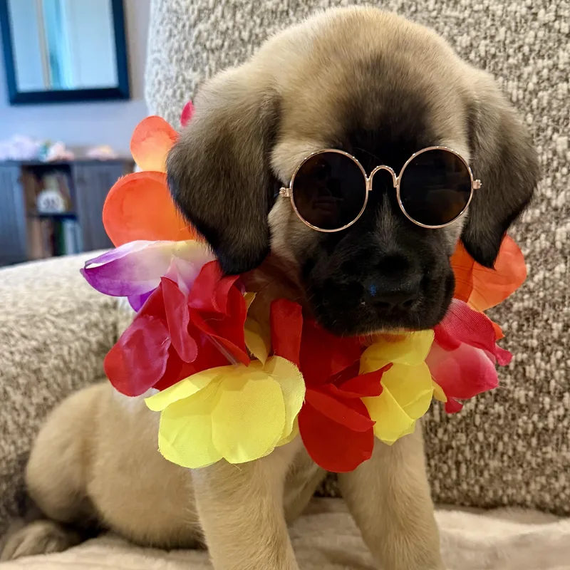 Miss Star thumbnail 6