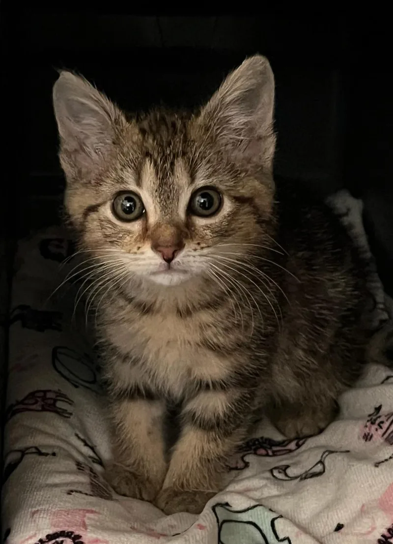 A baby medium-sized female Domestic Short Hair cat named Carrie for adoption in Saint Marys, WV