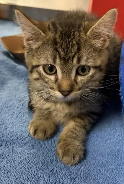 A baby small-sized male Domestic Short Hair cat named Jerrell for adoption in West Chester, PA