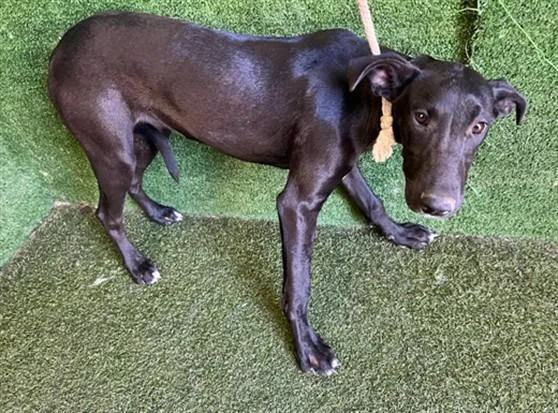 A young small-sized female Great Dane dog named Rabbit for adoption in Lancaster, CA
