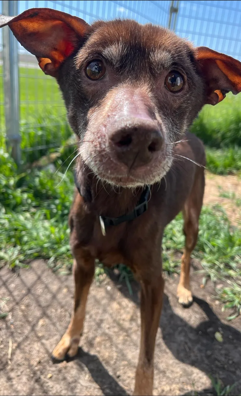 A senior small-sized female Brown / Chocolate Miniature Pinscher dog named Gizmo for adoption in Attica, IN