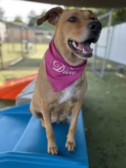 An adult medium-sized female Mixed Breed dog named Honey Dew for adoption in Savannah, GA