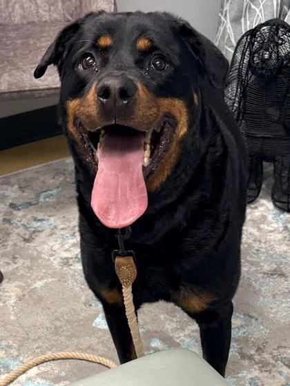 An adult extra large-sized female Rottweiler dog named Doty for adoption in Cincinnati, OH