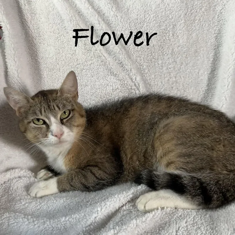 A young medium-sized female Tabby (Tiger Striped) Domestic Short Hair cat named Flower for adoption in Maple Shade, NJ