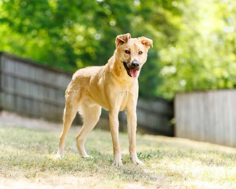 A young large-sized male Mixed Breed dog named Hershey for adoption in Durham, NC