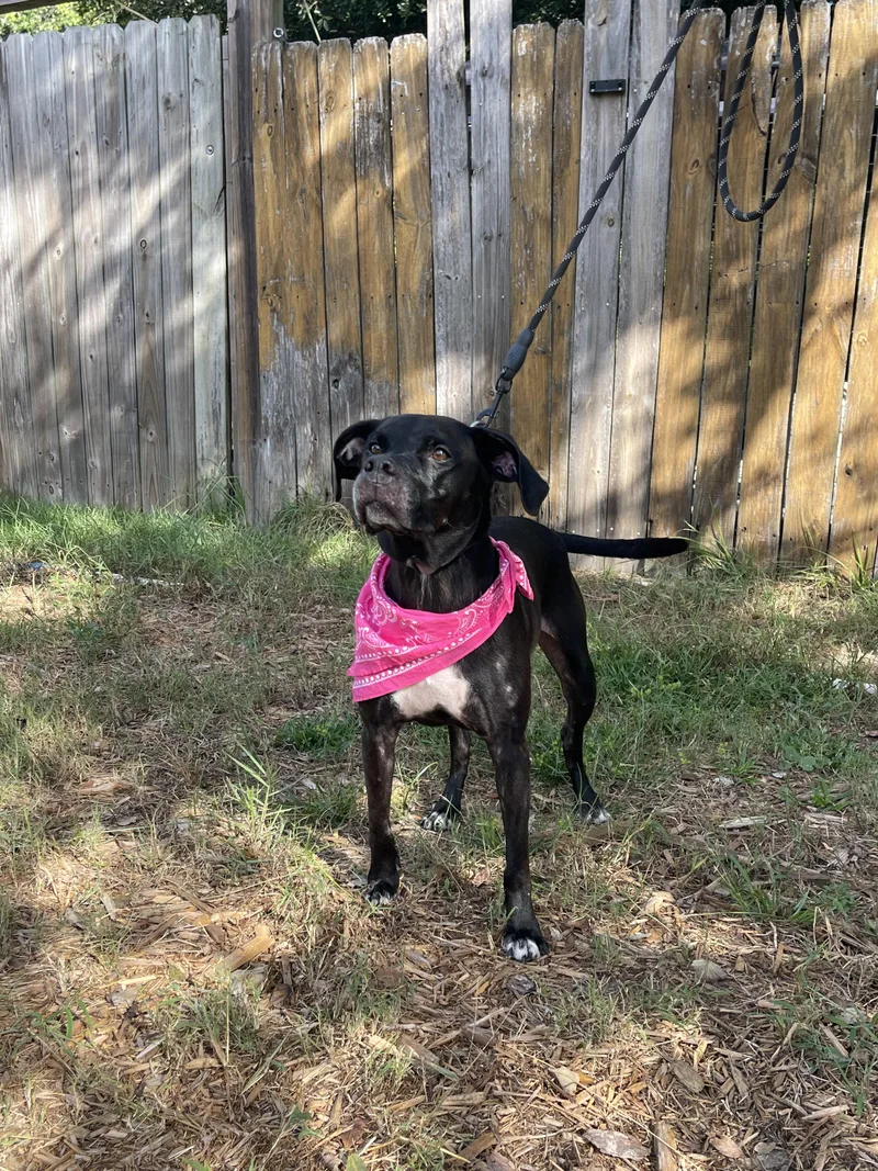 An adult medium-sized female Pointer dog named Harley for adoption in Nahunta, GA