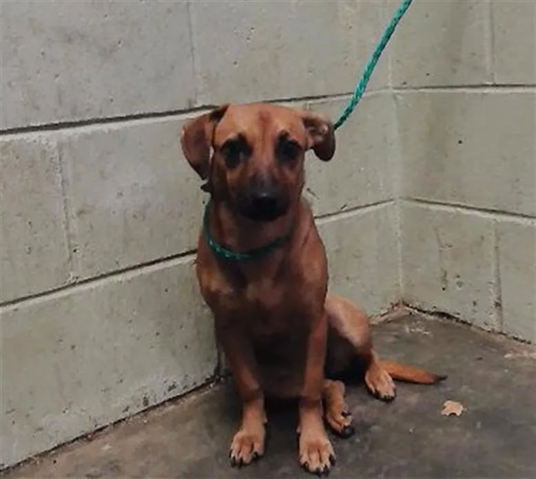 A young small-sized female Black Mouth Cur dog named Lucy for adoption in Tulsa, OK