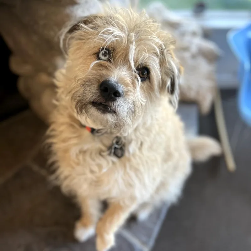 An adult medium-sized male Yellow / Tan / Blond / Fawn Terrier dog named Fritz for adoption in North Hollywood, CA