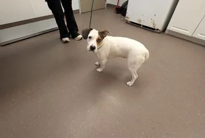 An adult medium-sized female Hound dog named LuLu for adoption in South Bend, IN